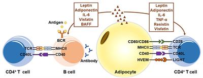 The Adipocyte and Adaptive Immunity